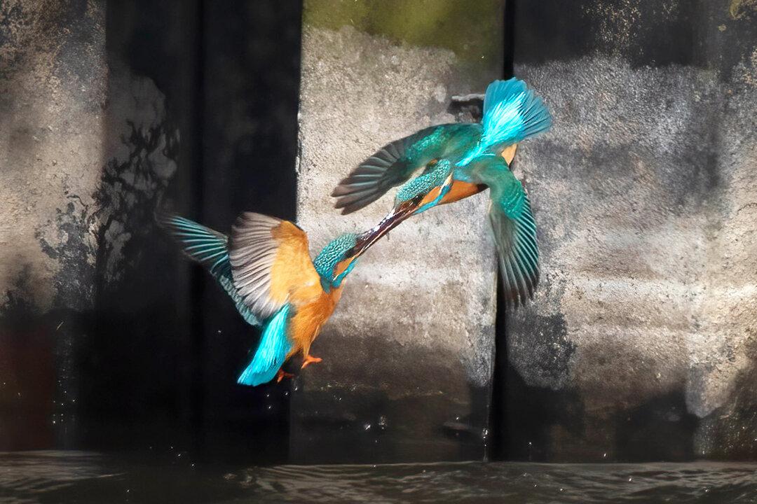 Photographer Captures 2 Kingfishers Battling It Out Mid-Air in Ferocious Fight Over Territory