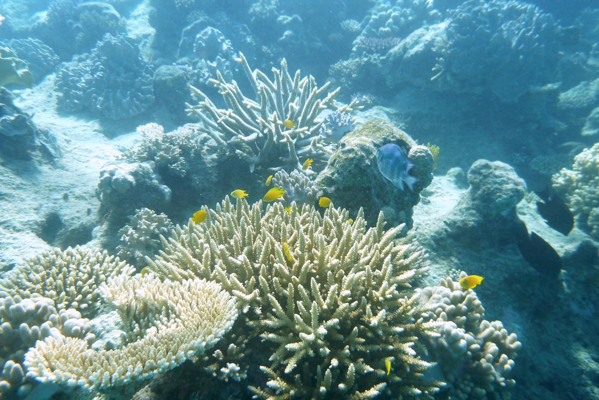 UNESCO Great Barrier Reef ‘In Danger’ Listing Unlikely
