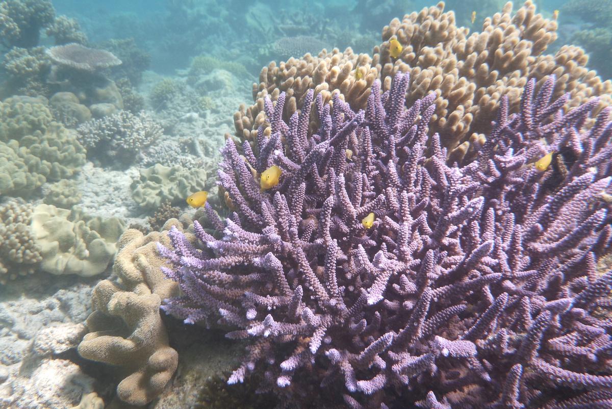 UNESCO Warns Australia About Condition of Great Barrier Reef