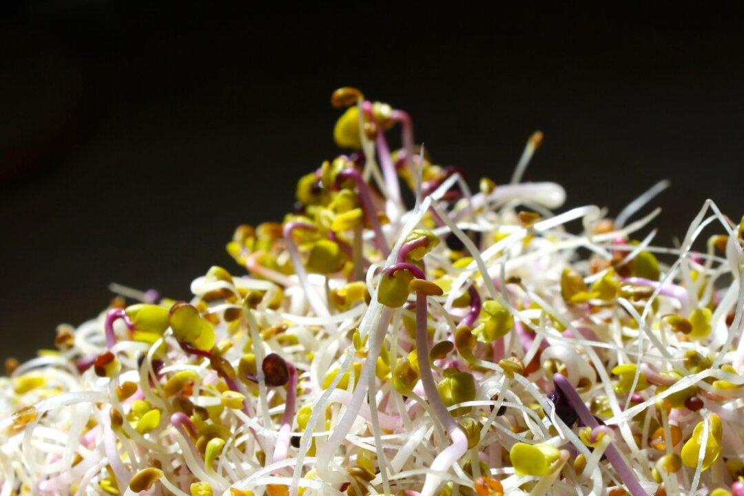 Sprouts: A Radiant Shift in Nutrition