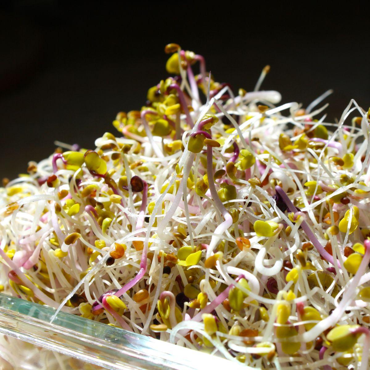 Sprouts: A Radiant Shift in Nutrition