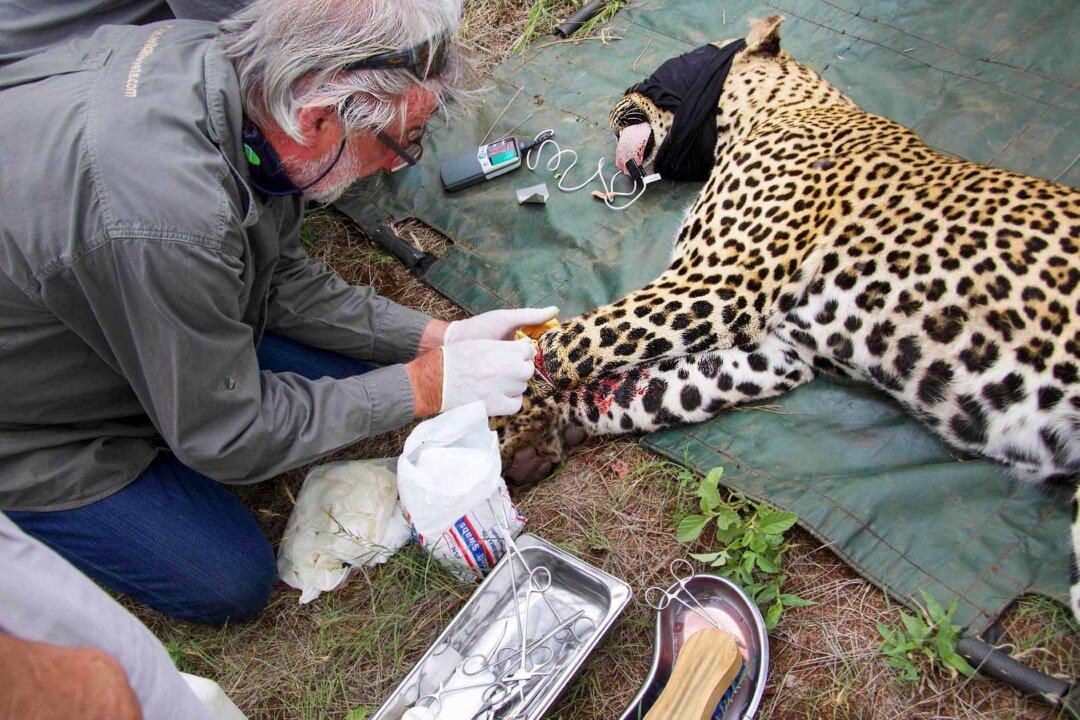 Leopard’s Leg Gets Injured in a Snare–Then Rescuers Save Him, and the Photos Are Incredible