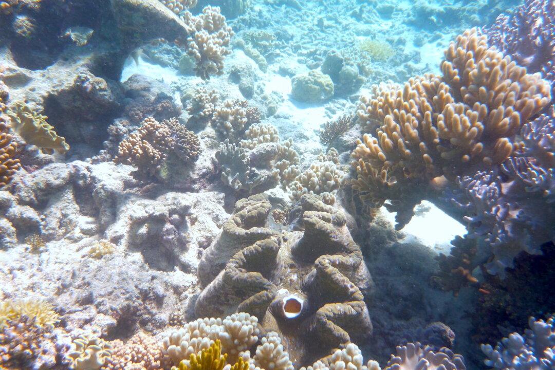 Barrier Reef Waters Still Loaded With Farm Pollutants