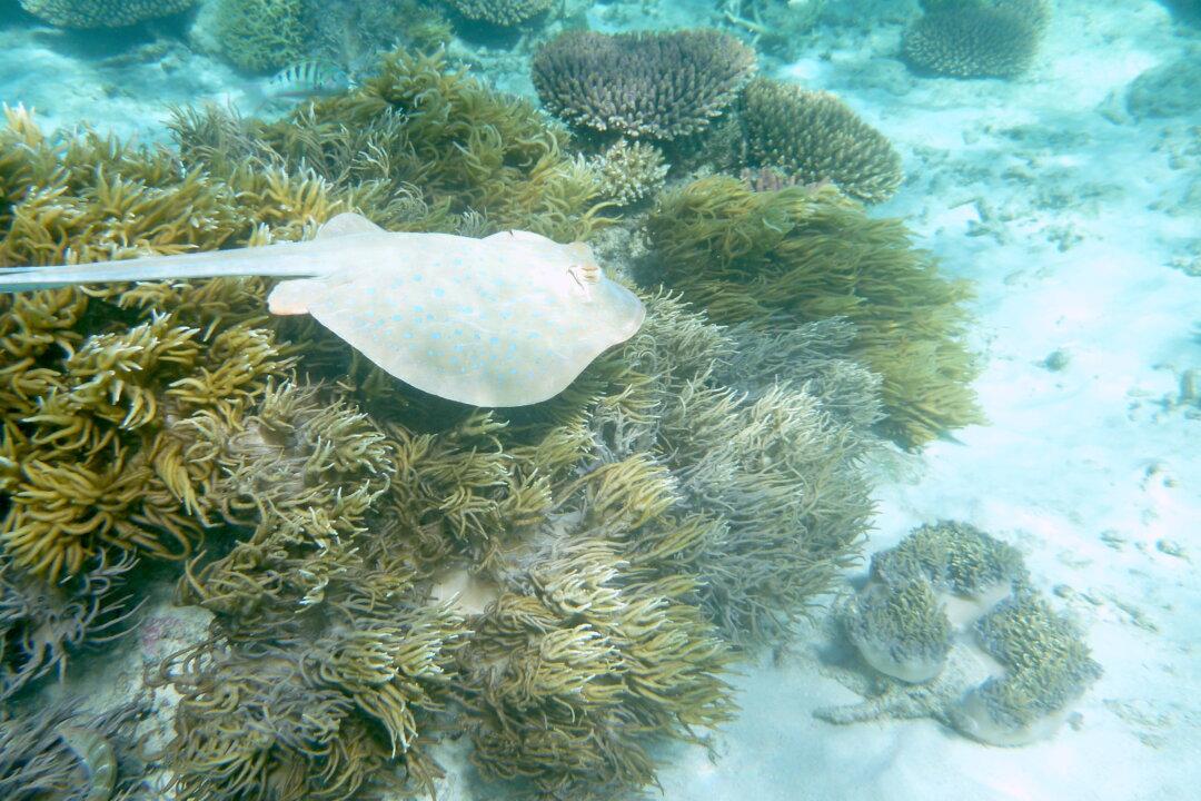 Stingray Population and Injuries Surge in Southern California