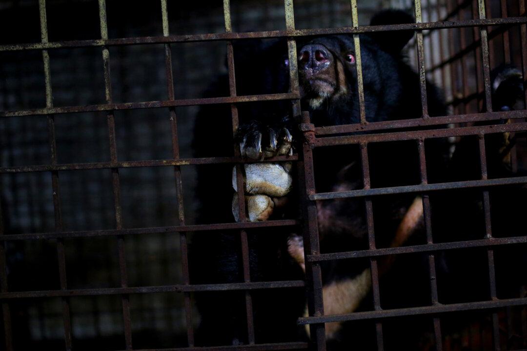 2 Caged Bears Locked in Dark Basement for 17 Years Rescued From Bile Farm in Vietnam