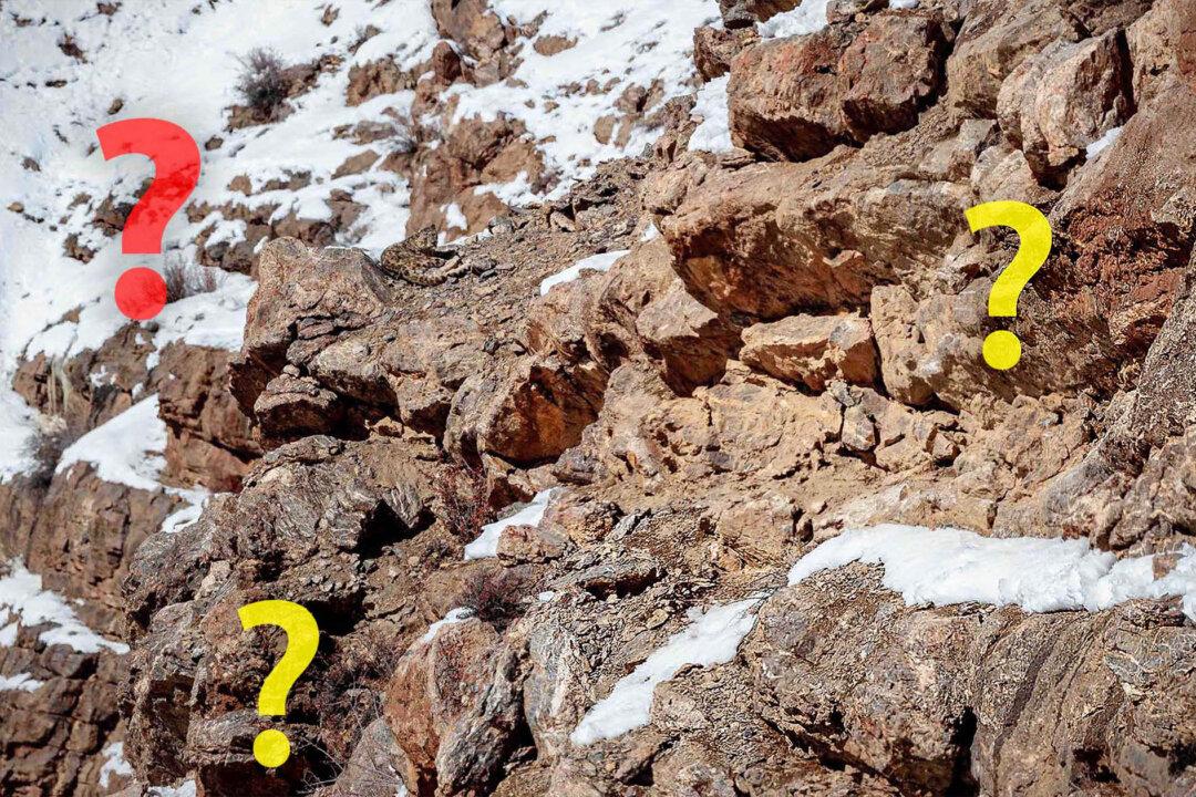 Can You Spot the Perfectly Camouflaged Snow Leopard in This ‘Barren’ Mountain Landscape?