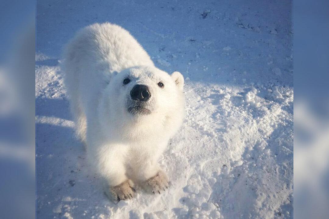 VIDEO: Arctic Miners Feed Hungry Orphaned Polar Bear Cub, and She Becomes Like Friendly Family Dog