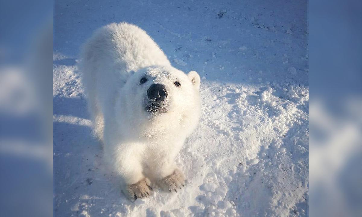 VIDEO: Arctic Miners Feed Hungry Orphaned Polar Bear Cub, and She Becomes Like Friendly Family Dog