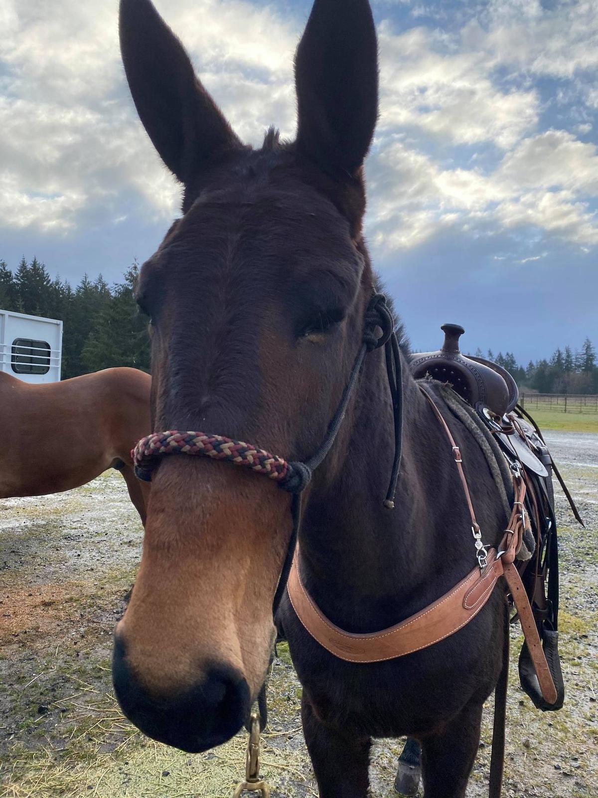 (Courtesy of <a href="https://www.facebook.com/toni.palmateer">Toni Palmateer</a>)