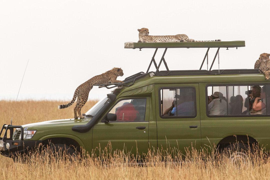 Safari Goers Stunned When Family of Cheetahs Mount Their Vehicle to Relax and Scout Gazelle