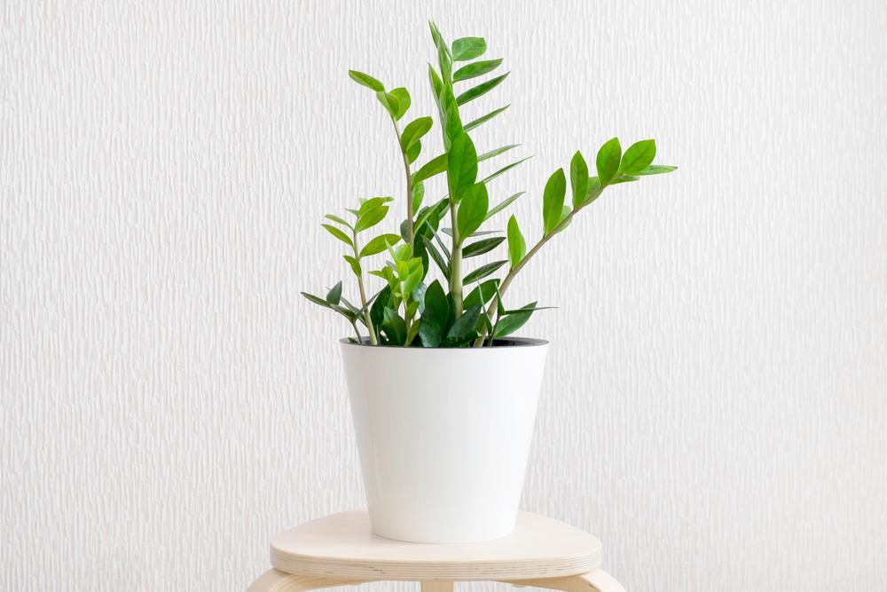 Why Houseplants Turn Brown and How to Stop It