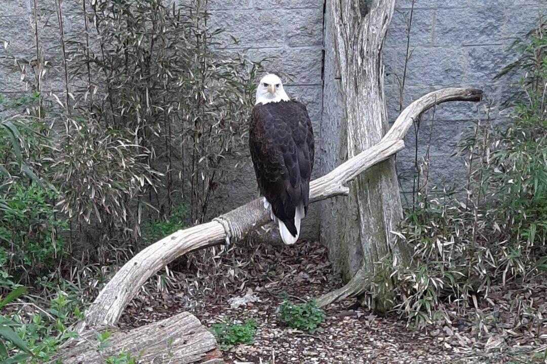 Why Wildlife Is Returning to Eastern Kentucky