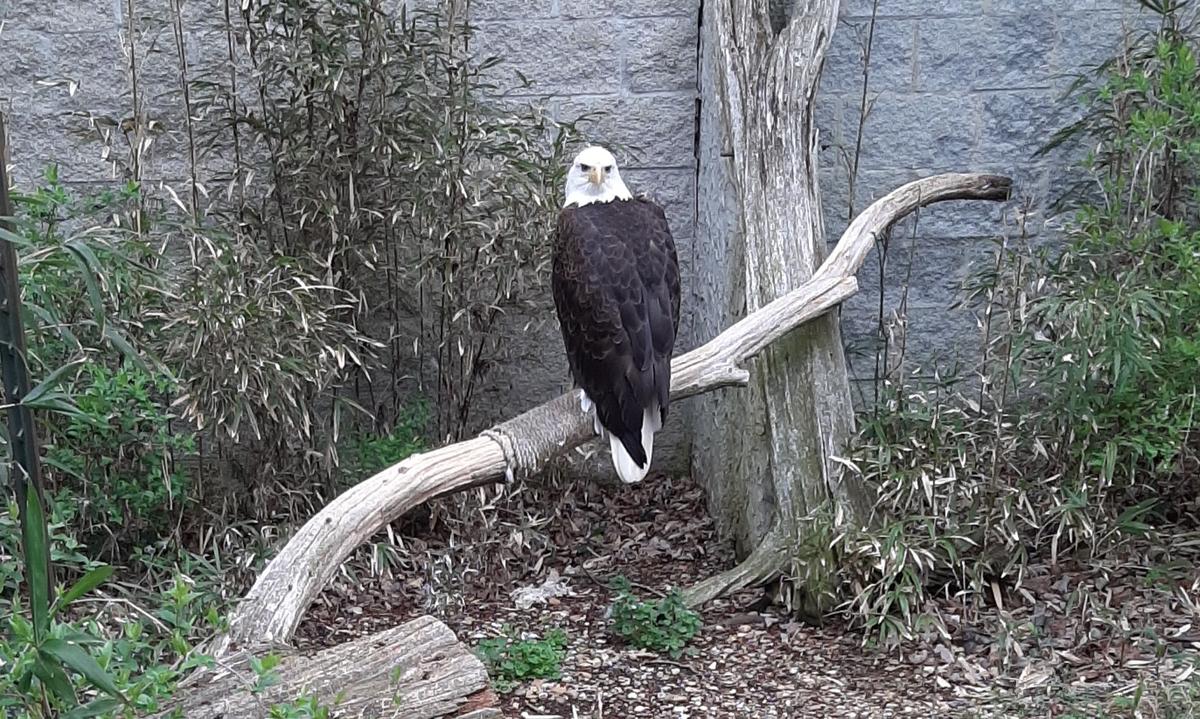 Why Wildlife Is Returning to Eastern Kentucky
