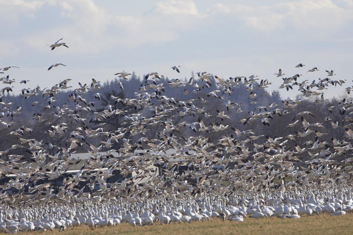 Migratory Birds Bring Opportunity, Environmental Concerns to Washington State