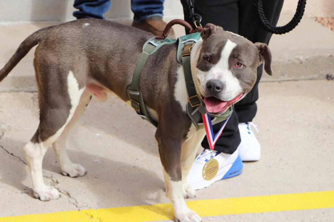 Former Stray Pit Bull Mix Receives Medal for Helping Save His Owner’s Life