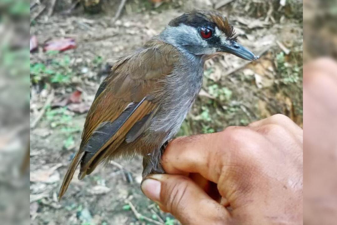 Long-Lost Bird Spotted in Indonesia for the First Time in 170 Years