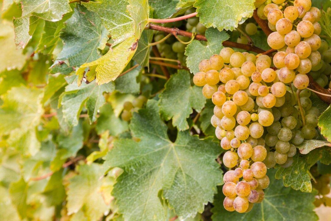 Sauvignon Blanc Whereness