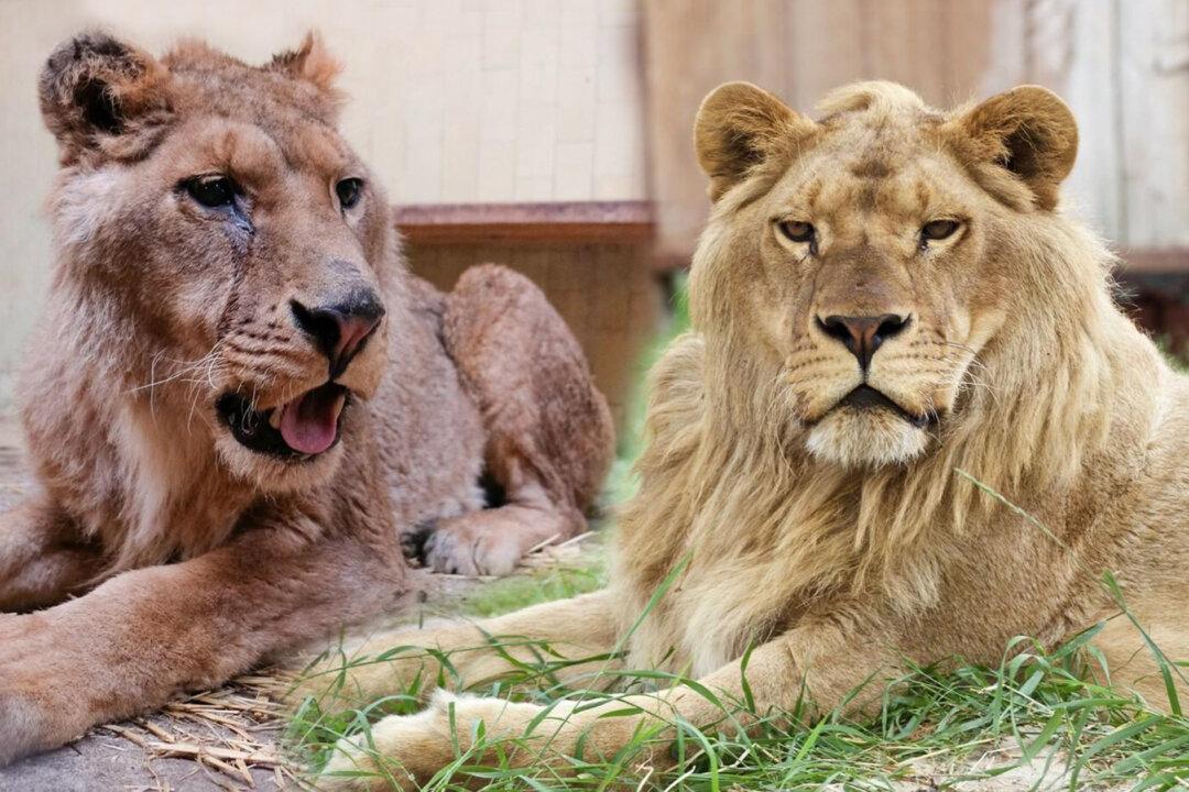 Near-Death Lion With Horrific Past Looks Like ‘True King’ 3 Years After Rescue: Video