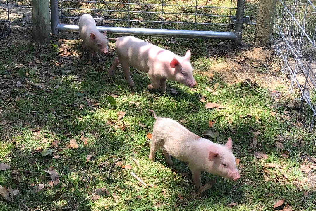 Of Snakes and Pigs: Life on a Florida Farm