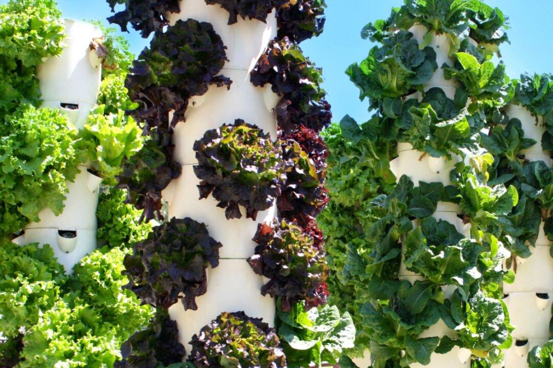 Airing Out Your Roots