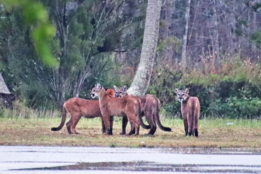 Photographer Was ‘Shaking From Excitement’ After Spotting 5 Elusive Florida Panthers in a Day