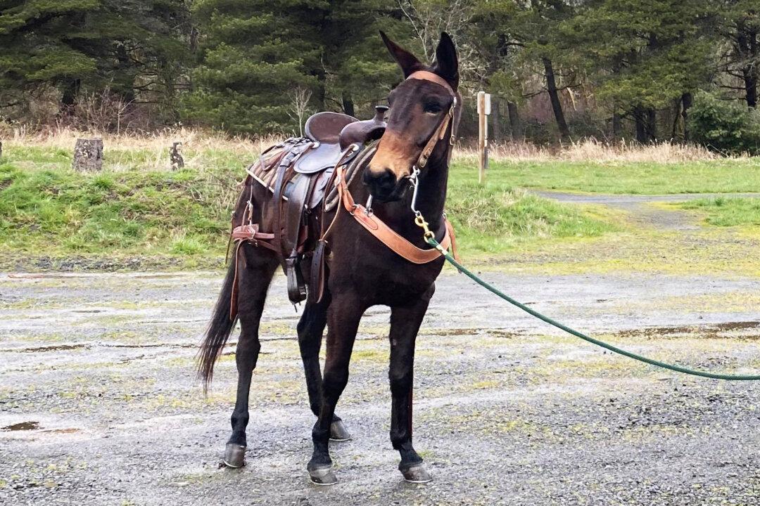 Mule Leads Hikers to Injured 60-Year-Old Owner Who Fell Off During Trail Ride