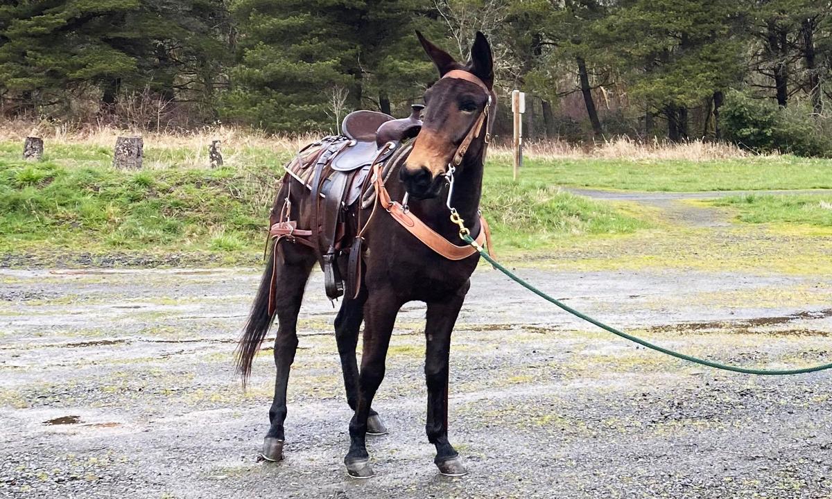 Mule Leads Hikers to Injured 60-Year-Old Owner Who Fell Off During Trail Ride
