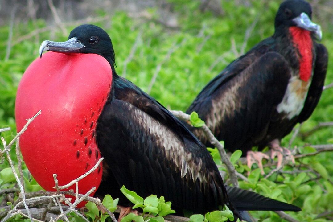 10 of the Weirdest-Looking, Most Oddly-Behaving Birds in the World