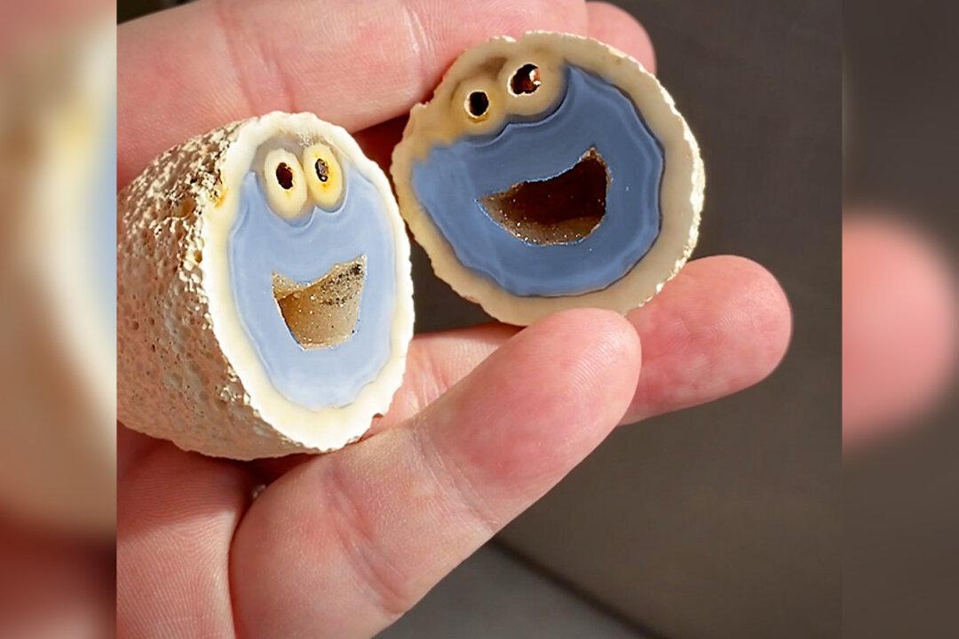 Geologist Finds Blue Quartz Volcanic Rock With Cross-Section That Looks Like Cookie Monster Inside
