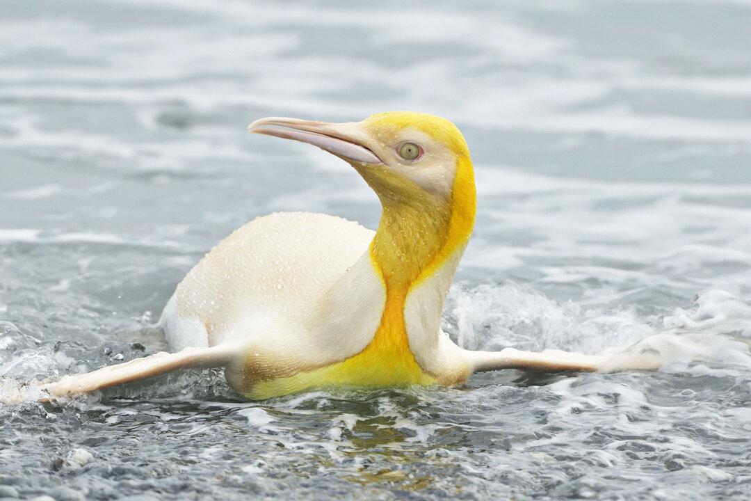 Wildlife Photographer Captures Photos of a Rare Yellow Penguin Among Colony in South Georgia