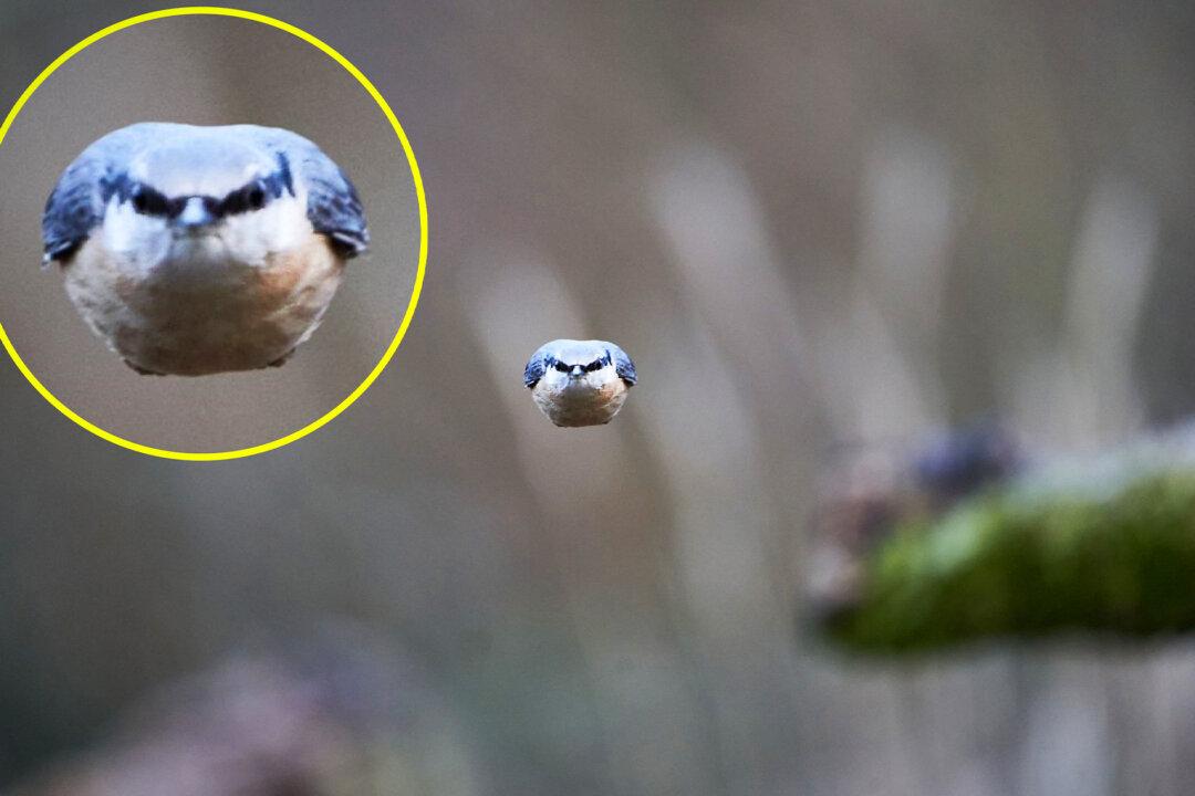 Photographer Snaps Real-Life ‘Angry Bird’ Hurtling Like a Bullet Toward the Camera