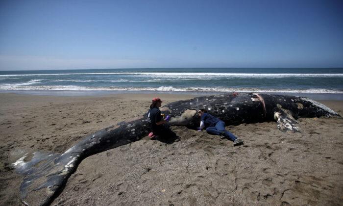 4 Dead Whales Wash Ashore on San Francisco Bay Area Beaches
