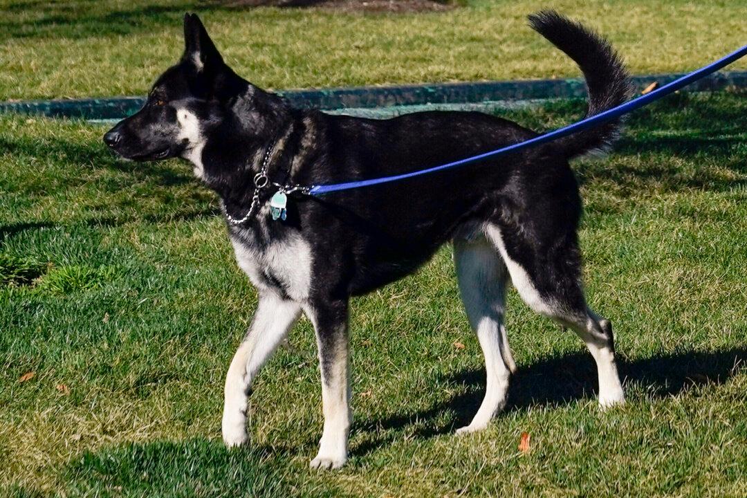 Secret Service Records Suggest White House Wasn’t Truthful About Attacks by Biden’s Dog