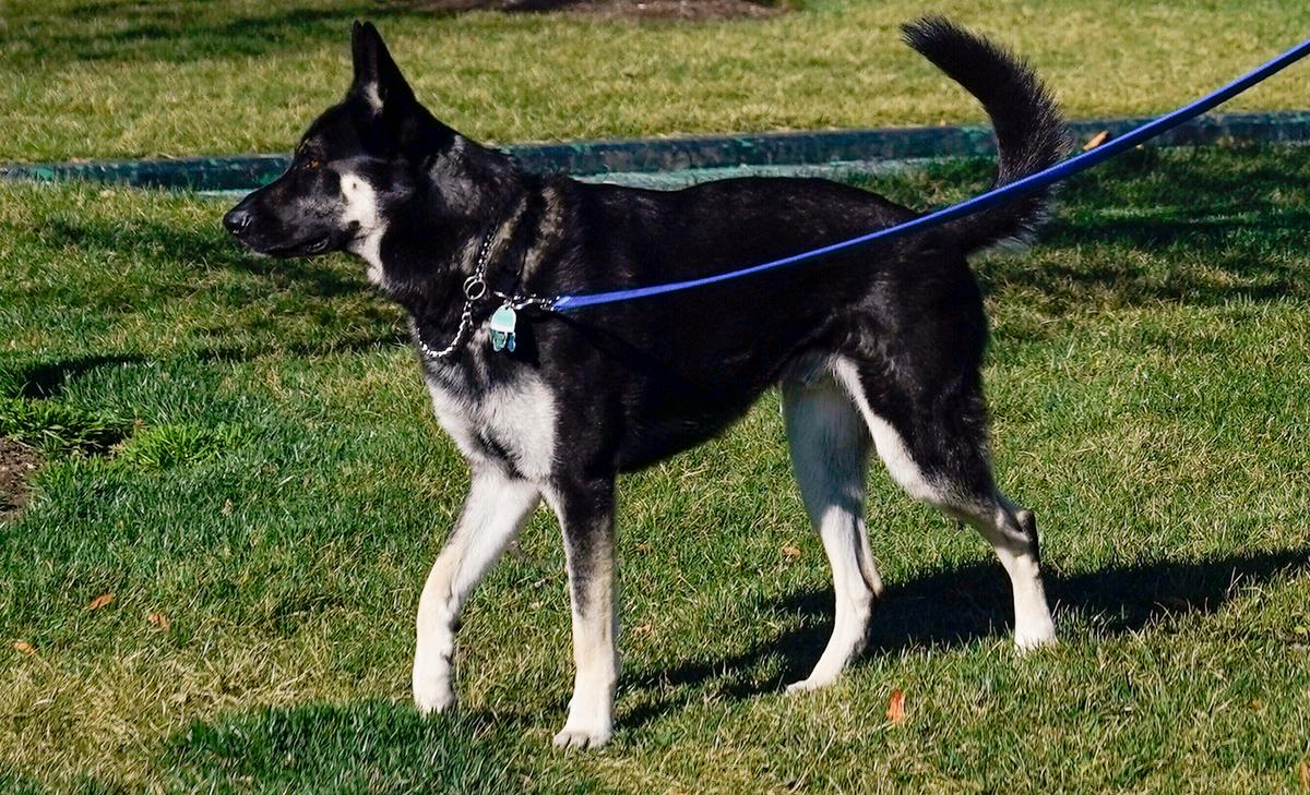 Secret Service Records Suggest White House Wasn’t Truthful About Attacks by Biden’s Dog