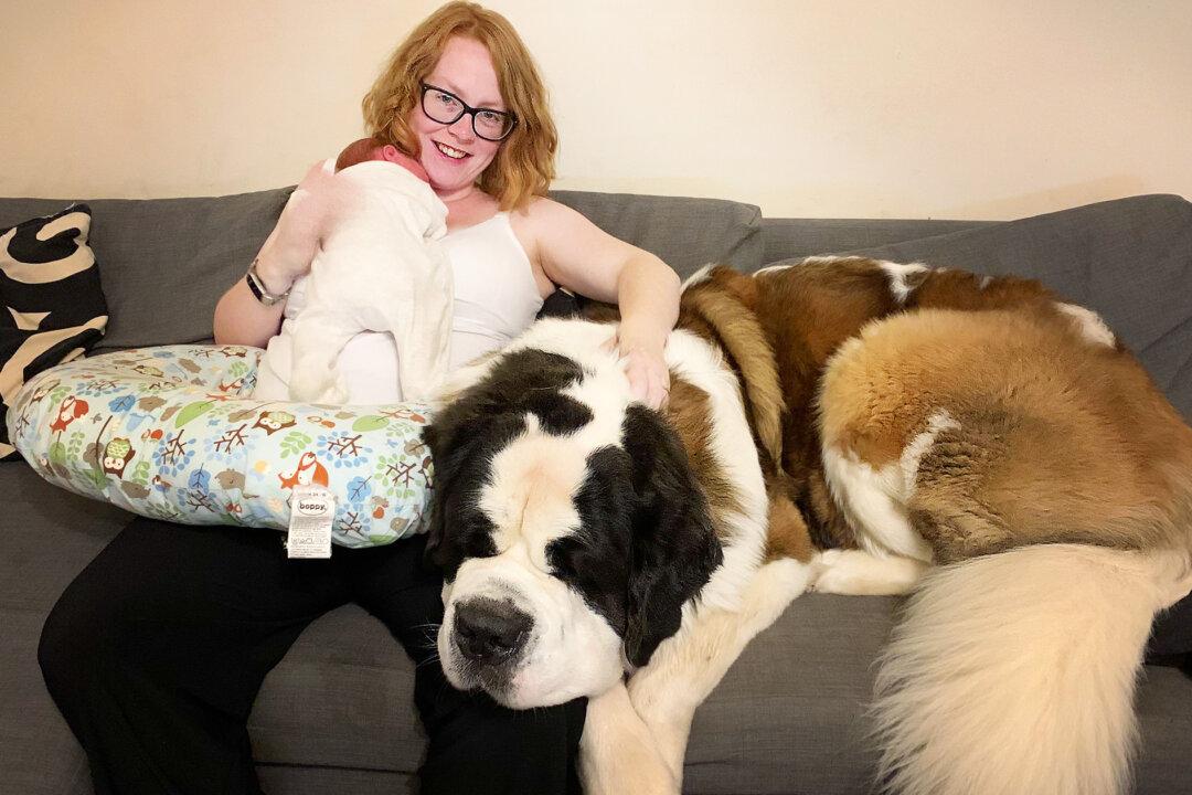 Massive 160lb Saint Bernard Named Hercules Thinks He’s a Lapdog and Squashes Owners’ Guests