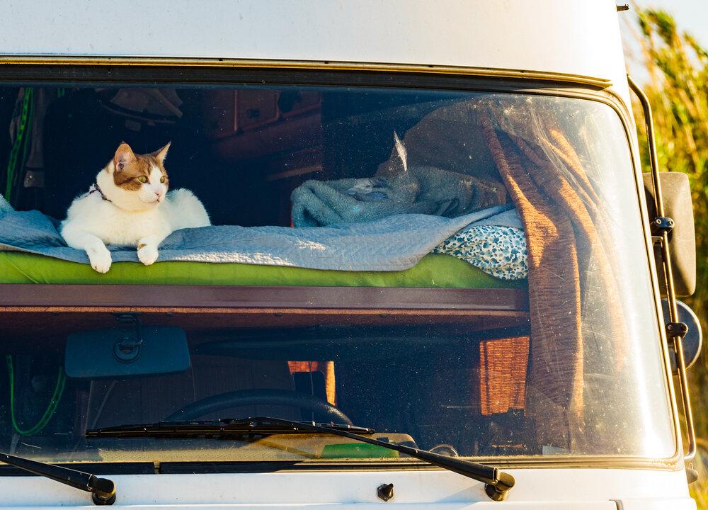 Ask the Vet: Protect Cats Traveling in a Motor Home