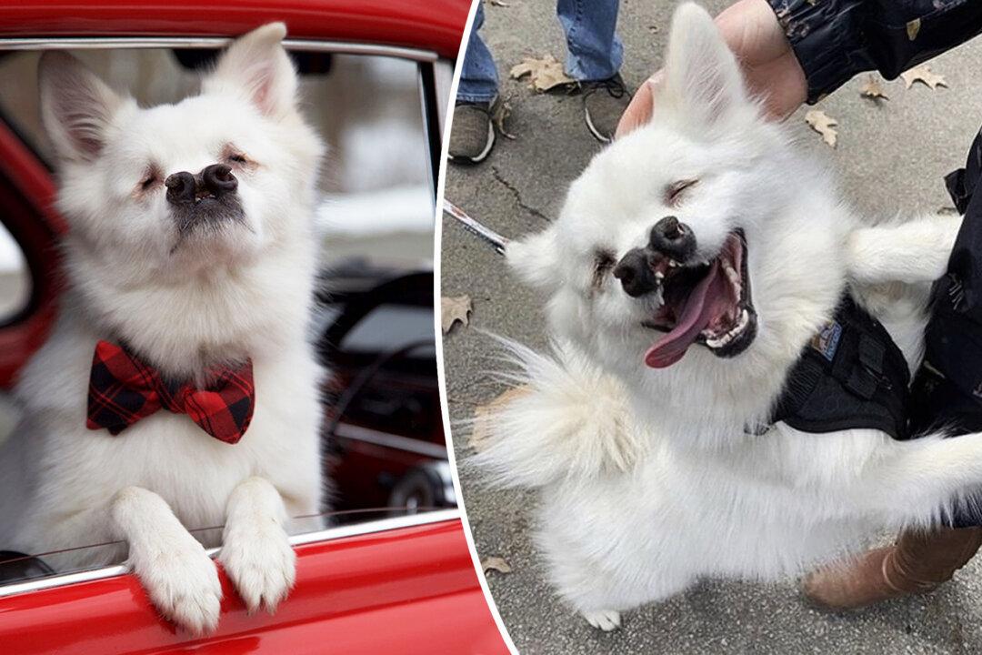 Blind Dog With Cleft Palate Appears to Have 2 Noses But It Doesn’t Stop Him From Smiling