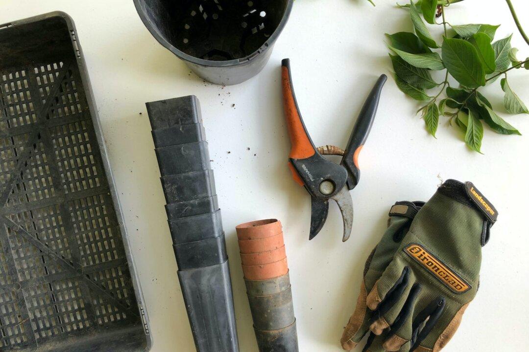 Five Essential Starter Gardening Tools for Beginners