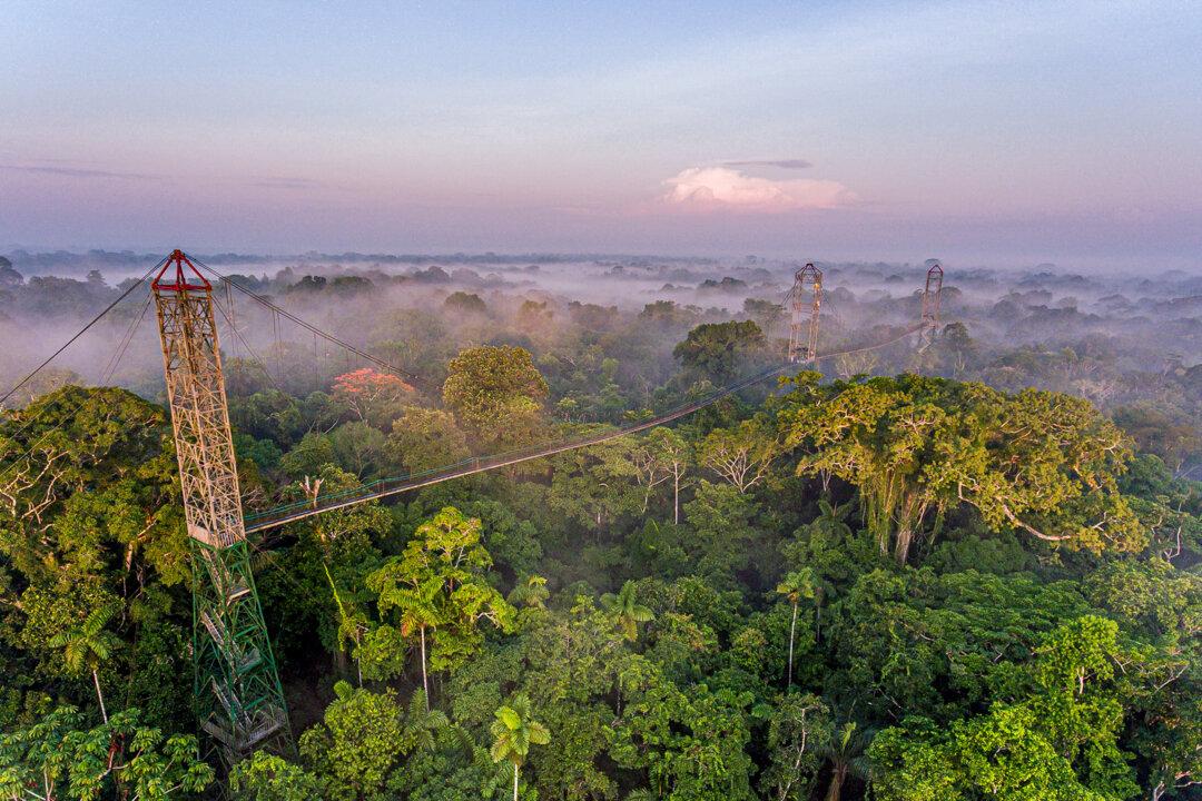 Forest Bathing Relieves Stress, Fights Cancer, Strengthens Immunity