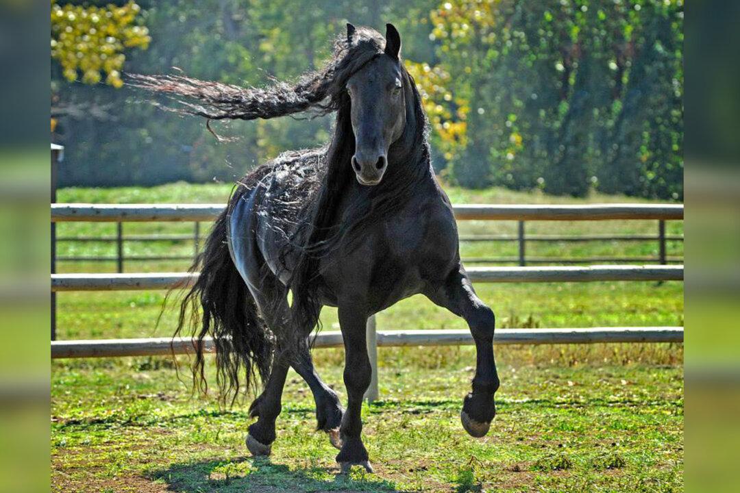 Head-Turning Stallion, ‘Frederik the Great,’ 20, Considered the World’s Most Handsome Horse
