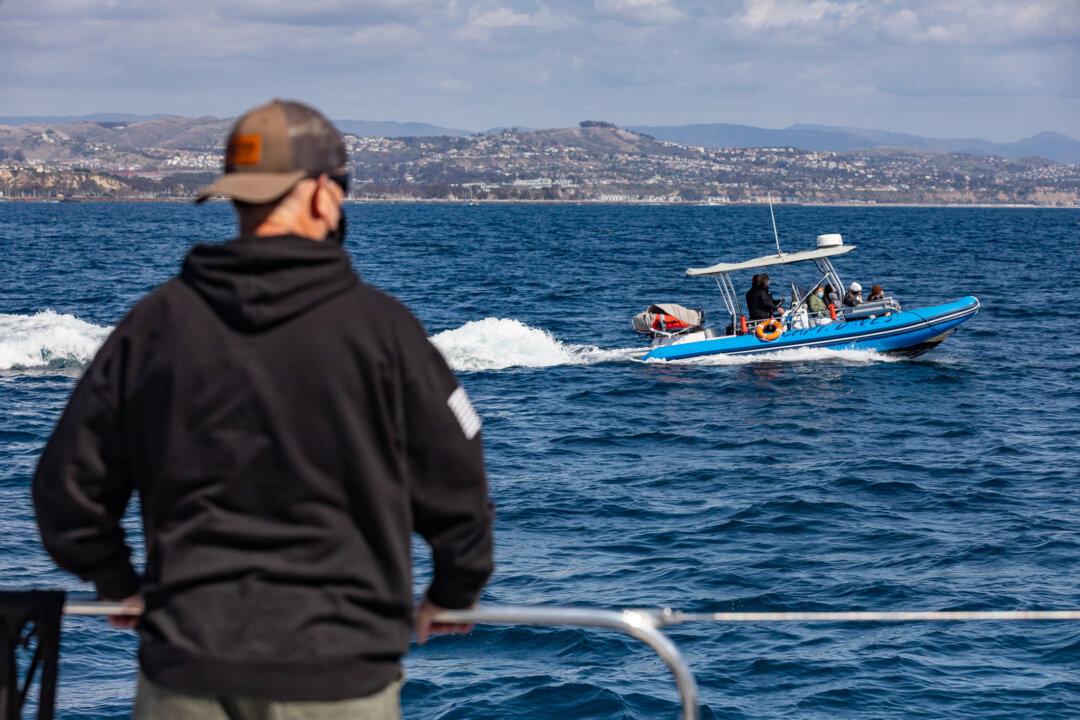 Rescuers Search for Entangled Baby Whale