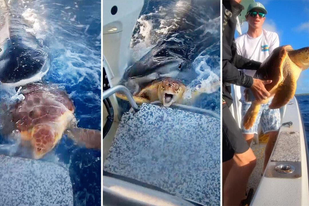 VIDEO: Fishermen Spot Sea Turtle Caught in Jaws of Tiger Shark, and Rescue It to Safety