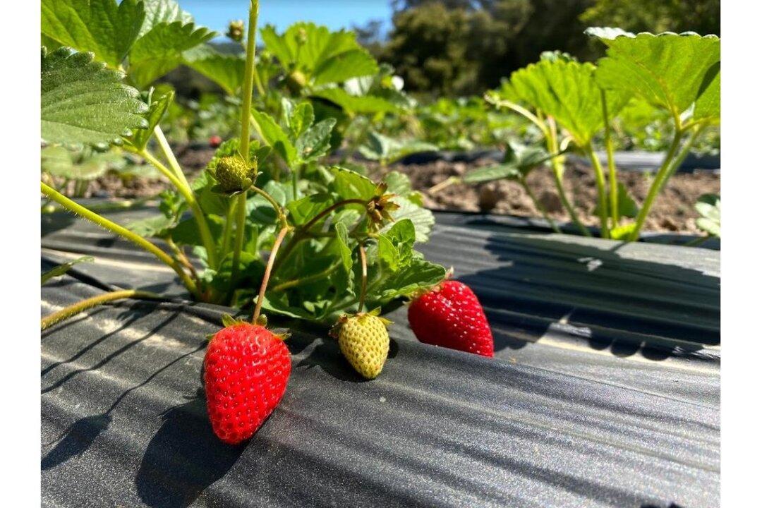 California Farmers Expect Larger Strawberry Crop This Year