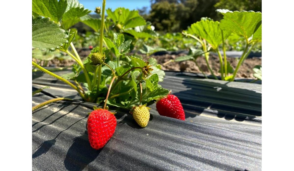 California Farmers Expect Larger Strawberry Crop This Year