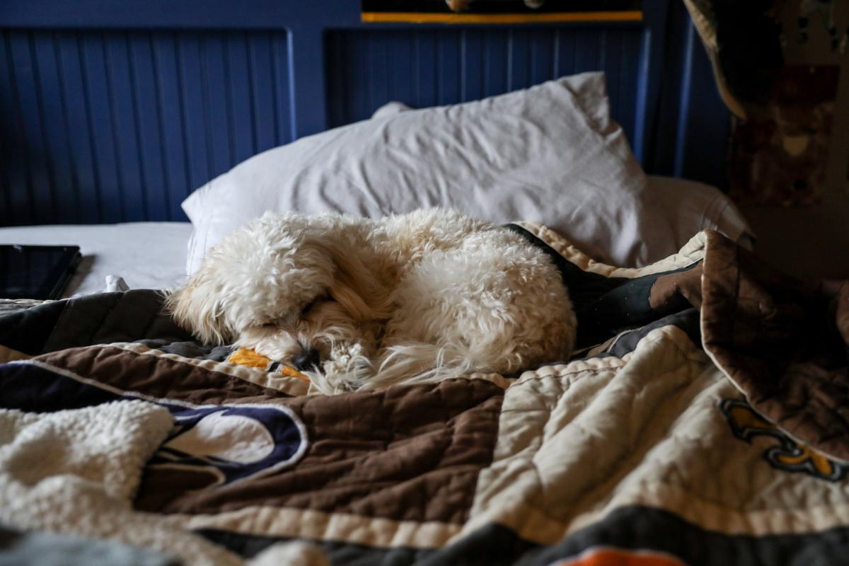 Lilo, the Buckner family’s dog, sleeps on Dylan Buckner’s bed, in Northbrook, Ill., on April 16, 2021. (Samira Bouaou/The Epoch Times)
