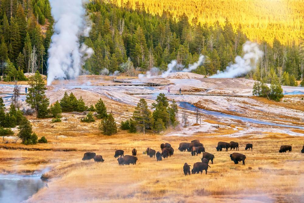 Bison graze in the Upper Geyser Basin. (CherylRamalho/Shutterstock)