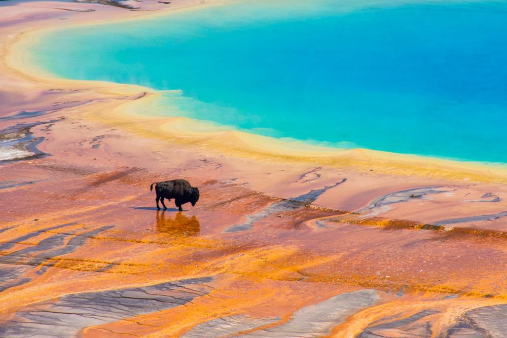 Backyard Adventures: Yellowstone National Park in the Time of COVID