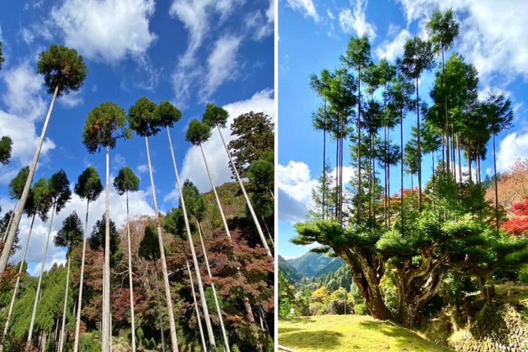 15th-Century Bonsai Trick That Grows Ultra-Straight Cedar Trees, Prevents Deforestation