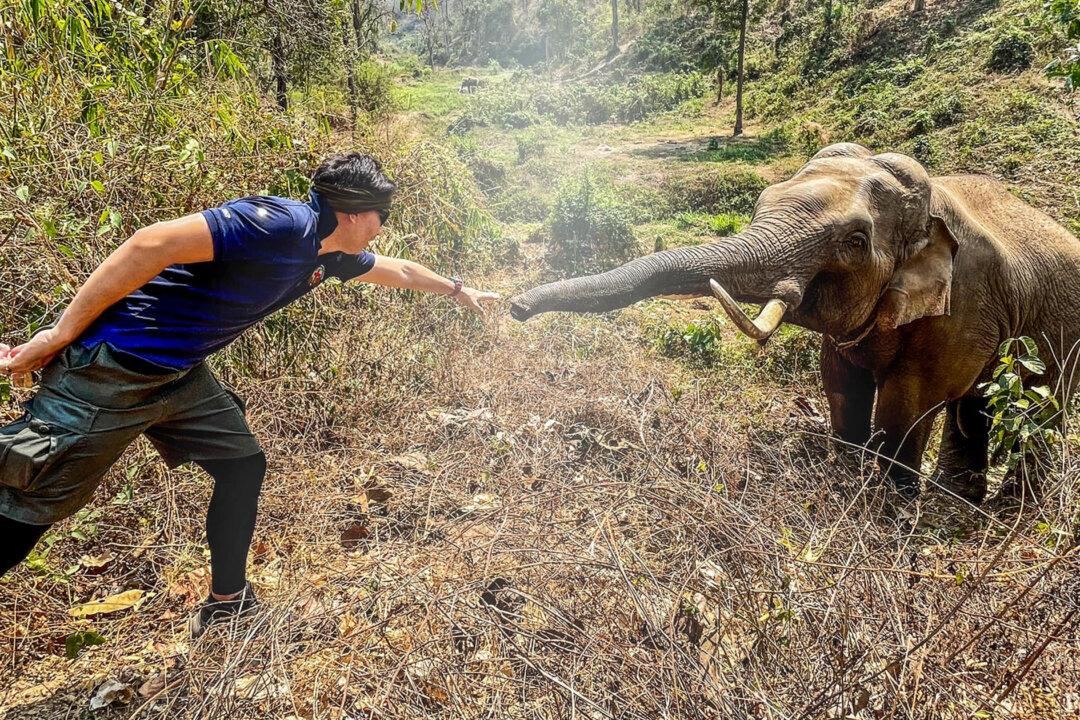 31-Year-Old Elephant Recognizes Vet Who Rescued Him From Close Death 12 Years Ago