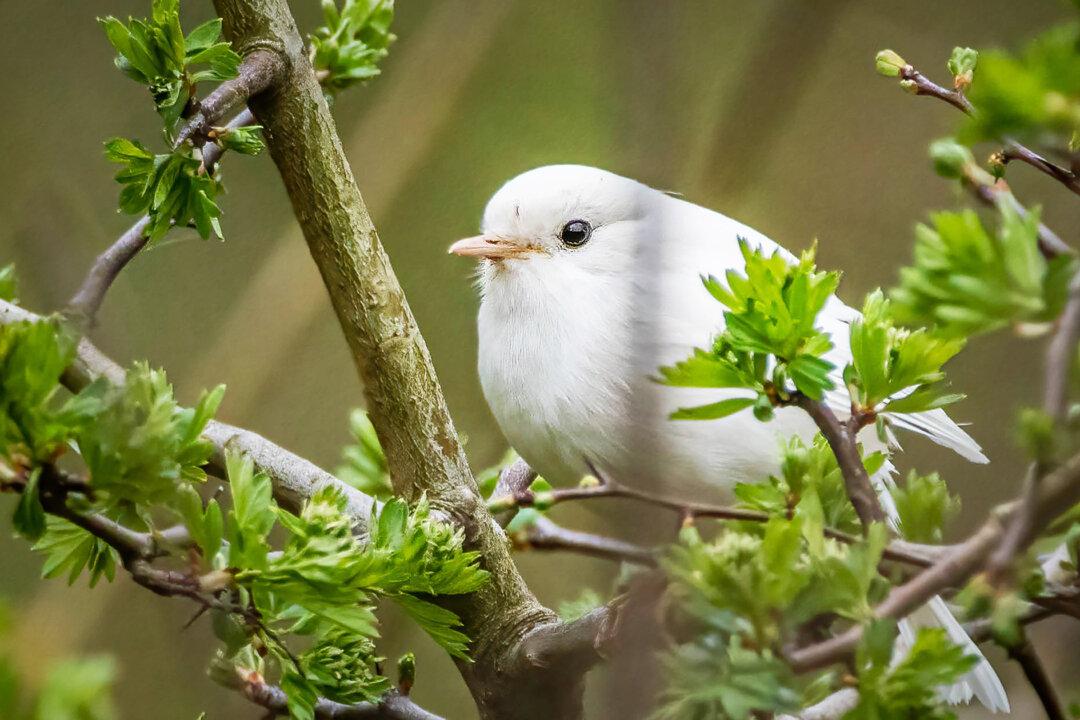 UK Photographer Spots Incredibly Rare White Robin–and the Photos Are Breathtaking